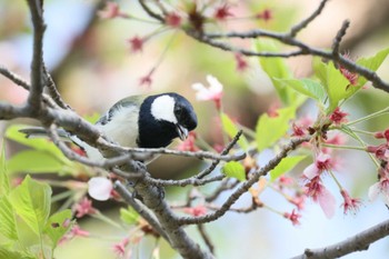 シジュウカラ 横浜市公園 2024年4月14日(日)