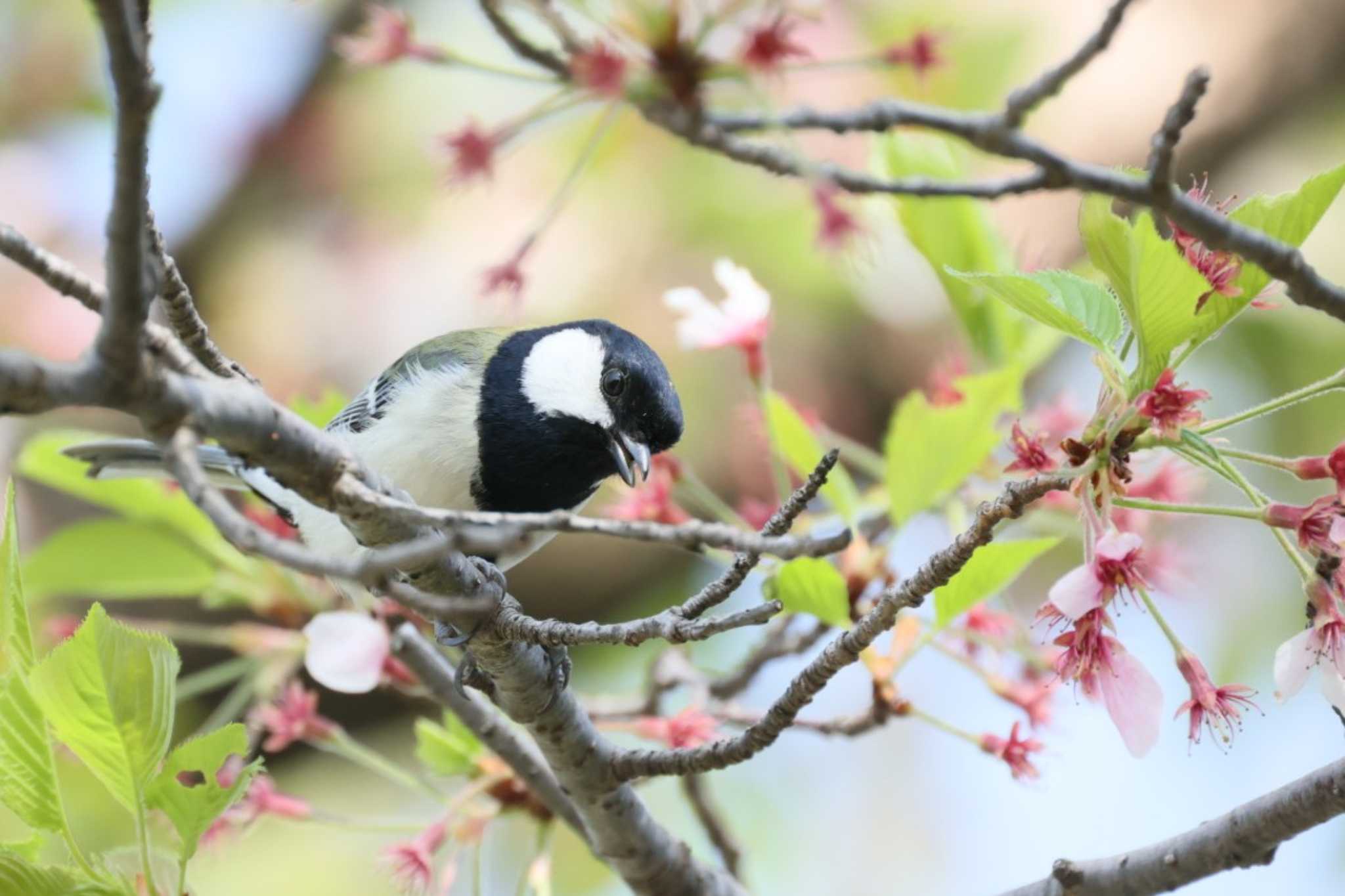 桜の枝に居る青虫を探してます by カルル