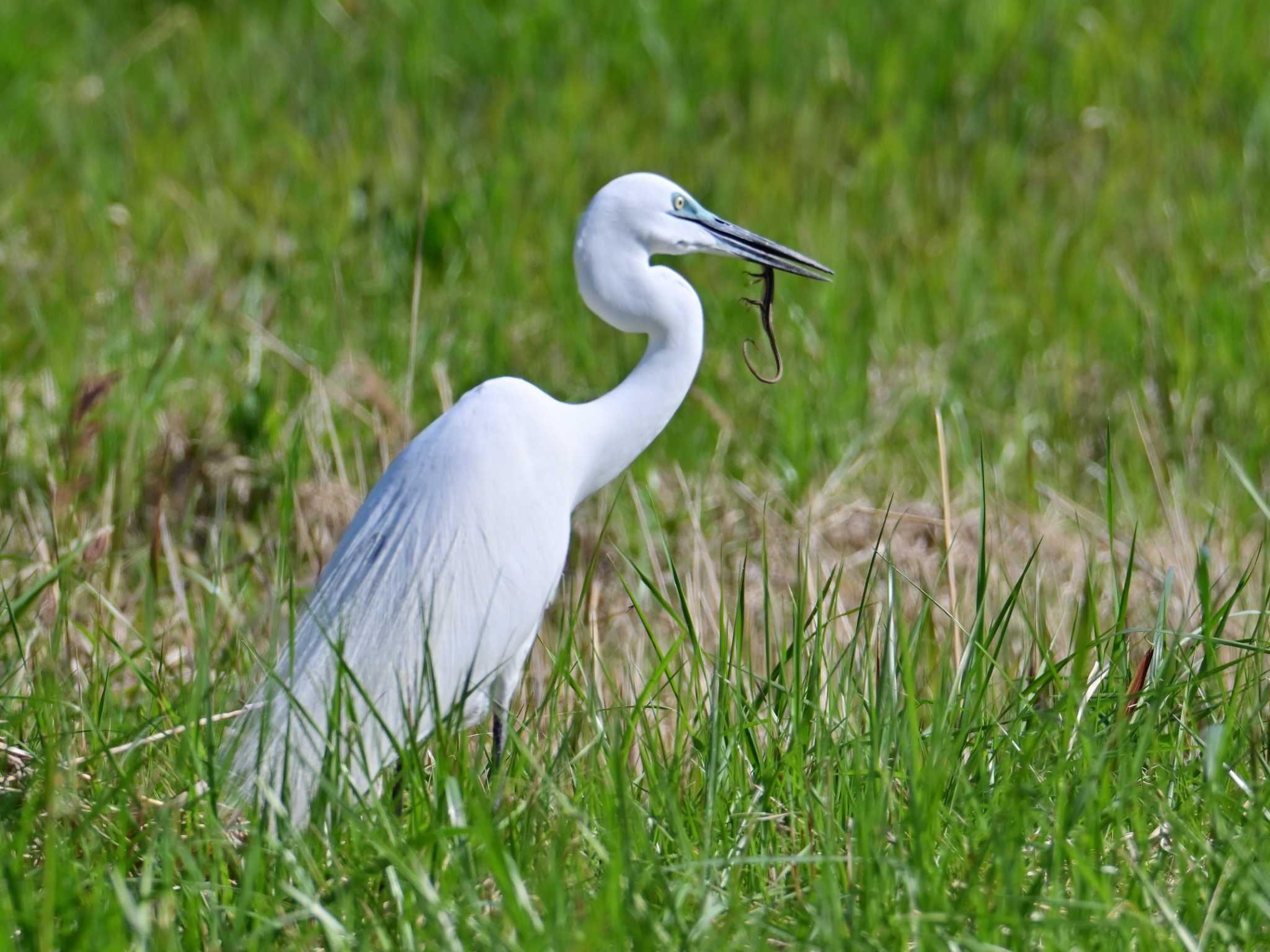 Great Egret