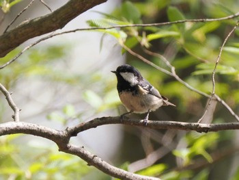 2024年4月14日(日) 日向林道の野鳥観察記録