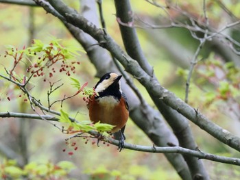 Varied Tit 日向林道 Sun, 4/14/2024