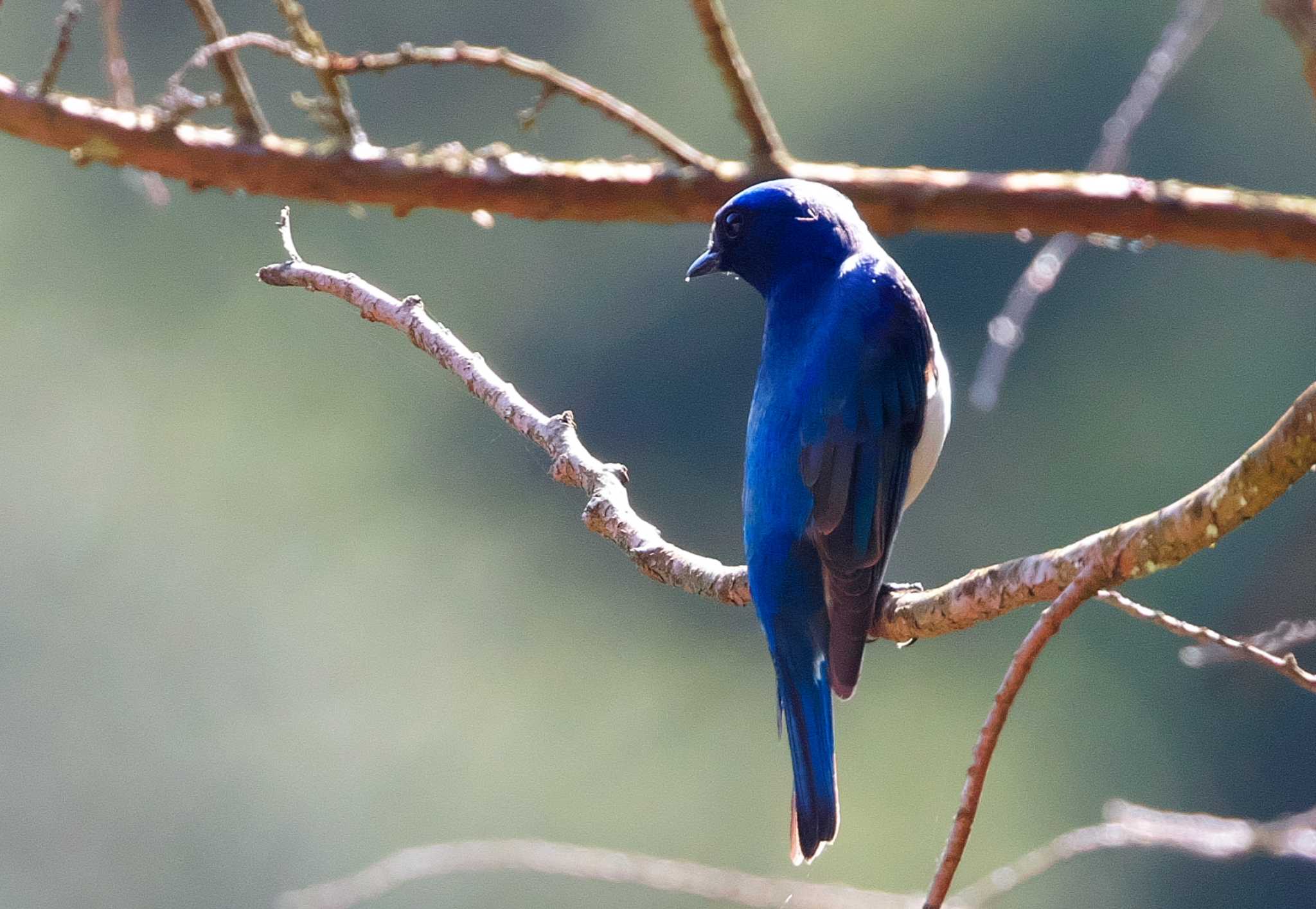 Photo of Blue-and-white Flycatcher at 神奈川県 by snipe