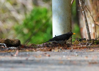 Japanese Thrush 神奈川県 Sun, 4/14/2024