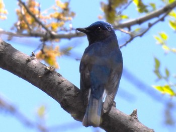 Blue-and-white Flycatcher Osaka castle park Sun, 4/14/2024