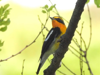 Narcissus Flycatcher Osaka castle park Sun, 4/14/2024