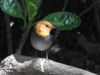 Japanese Robin Osaka castle park Sun, 4/14/2024