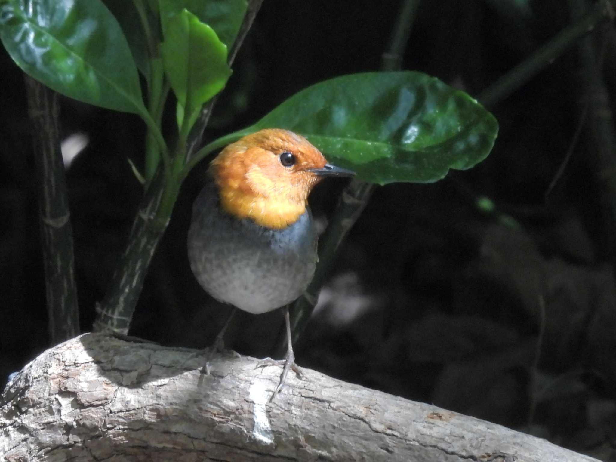 Photo of Japanese Robin at Osaka castle park by ゆりかもめ