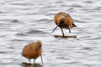 オオソリハシシギ ふなばし三番瀬海浜公園 2024年4月13日(土)