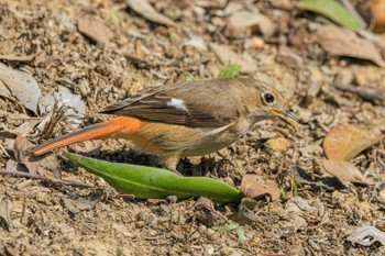 Daurian Redstart 石ケ谷公園 Fri, 3/15/2024