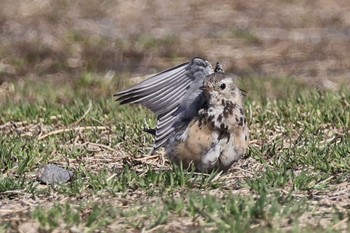 Water Pipit 多摩川 Fri, 3/29/2024