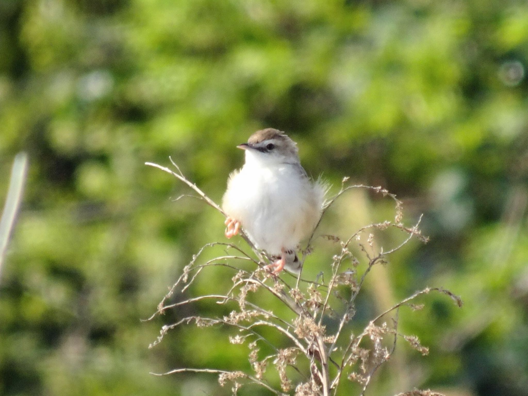 Zitting Cisticola