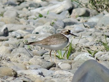 Long-billed Plover 多摩川二ヶ領宿河原堰 Sat, 4/13/2024