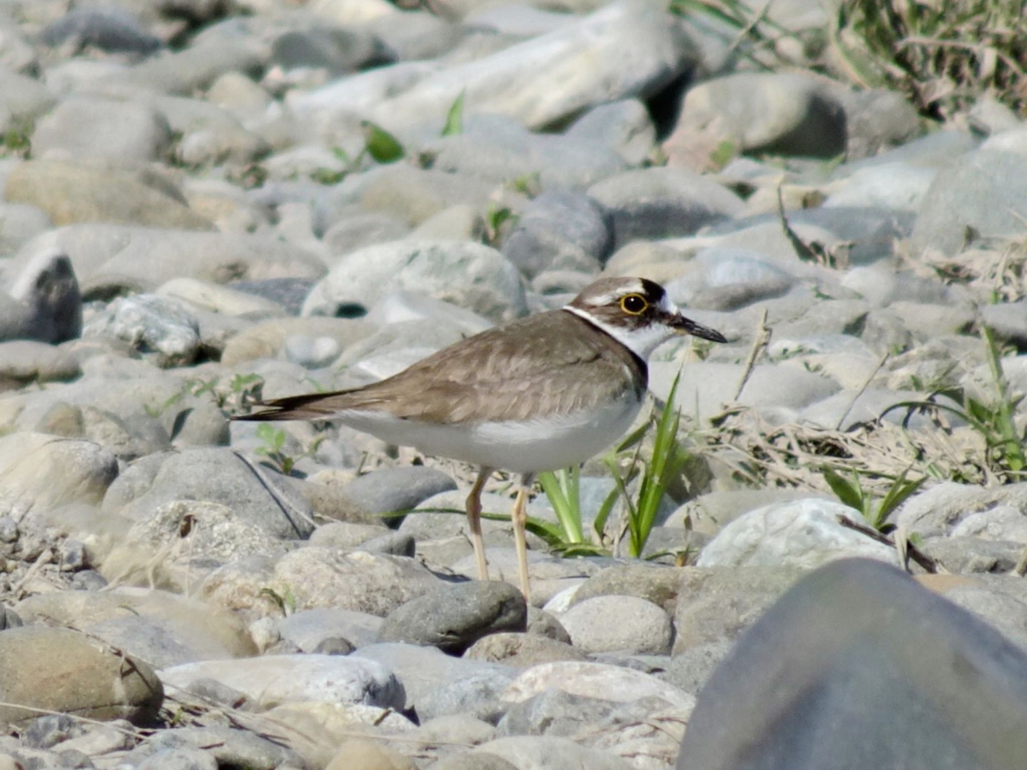 Long-billed Plover