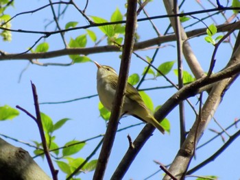 Eastern Crowned Warbler Hayatogawa Forest Road Sun, 4/14/2024