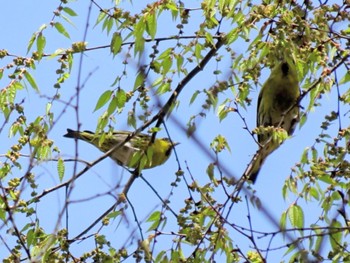 Eurasian Siskin 宮ケ瀬湖 Sun, 4/14/2024