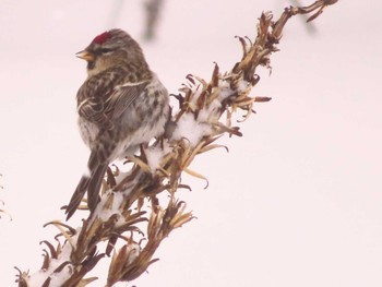 Common Redpoll Makomanai Park Fri, 1/26/2024