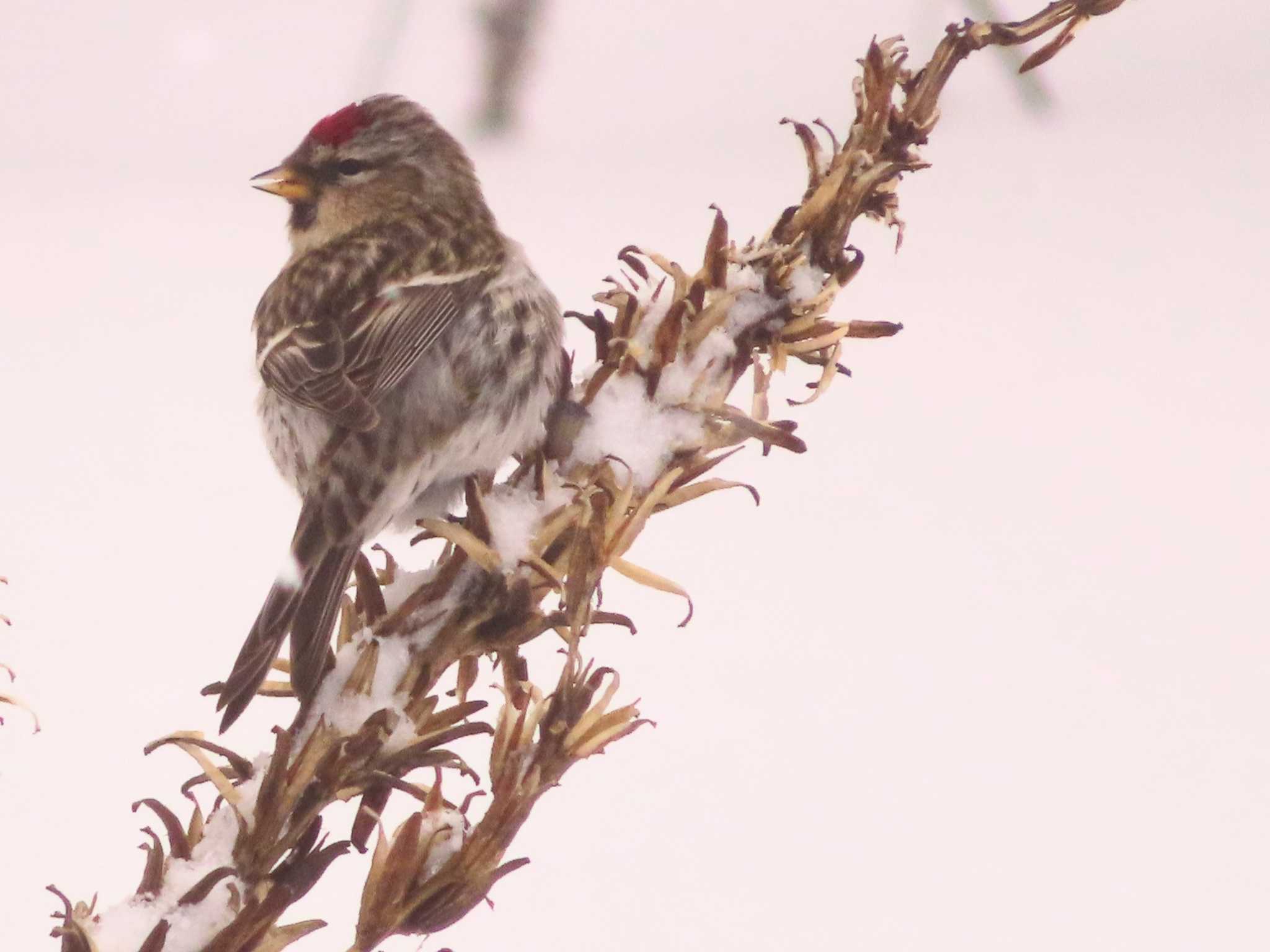 Photo of Common Redpoll at Makomanai Park by ゆ