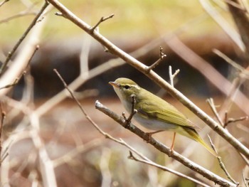 Eastern Crowned Warbler 静岡県 Sun, 4/14/2024