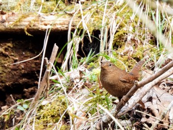 Eurasian Wren 静岡県 Sun, 4/14/2024