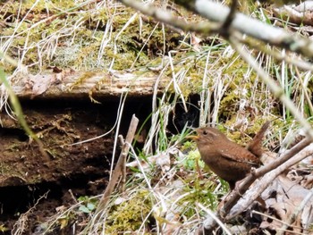 Eurasian Wren 静岡県 Sun, 4/14/2024