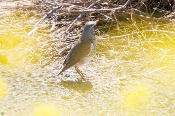 Fieldfare 利根川 Sat, 3/2/2024