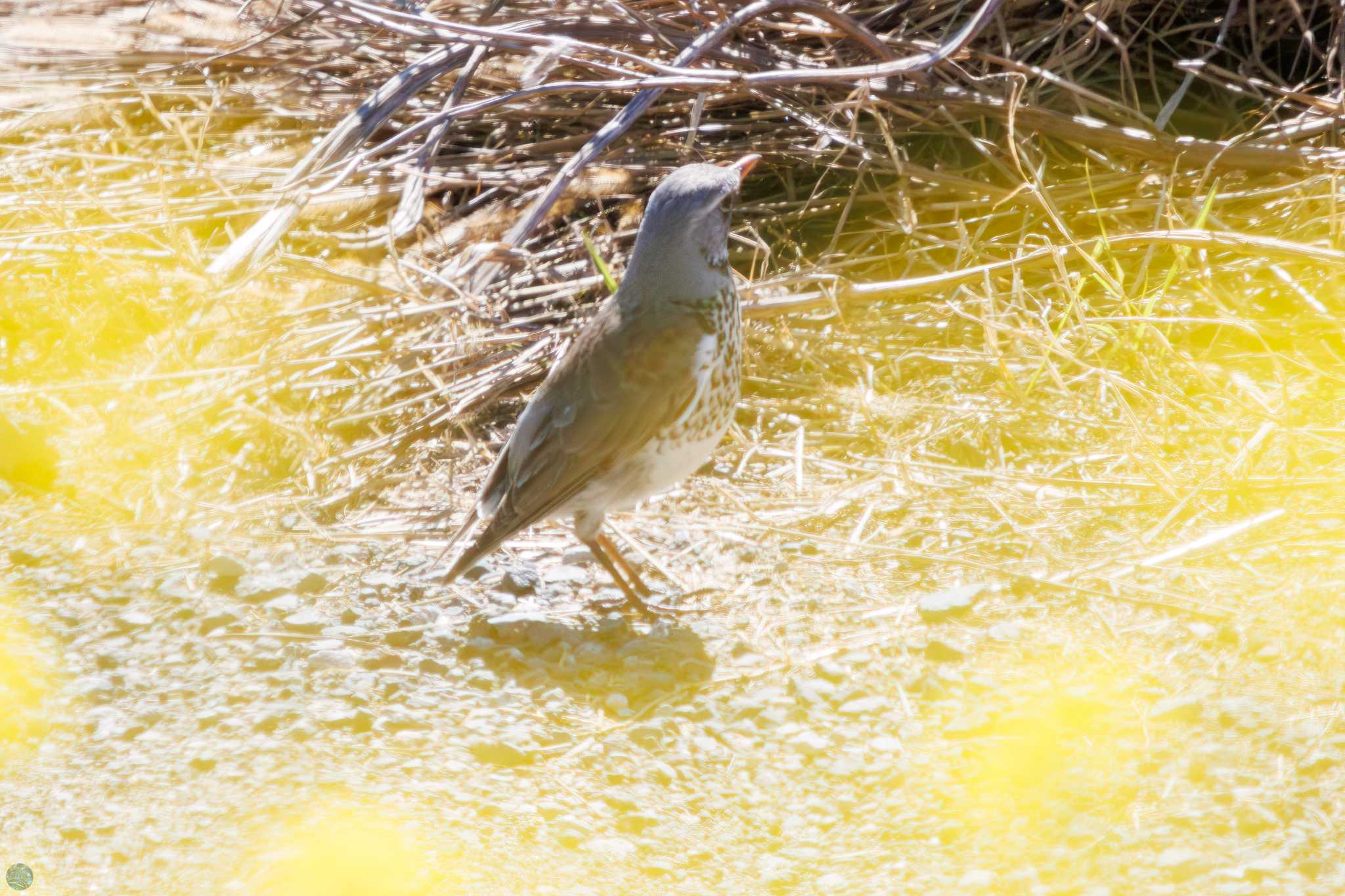 Photo of Fieldfare at 利根川 by d3_plus