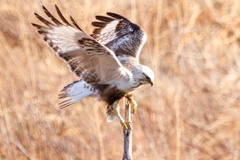 Rough-legged Buzzard 利根川 Sat, 3/2/2024