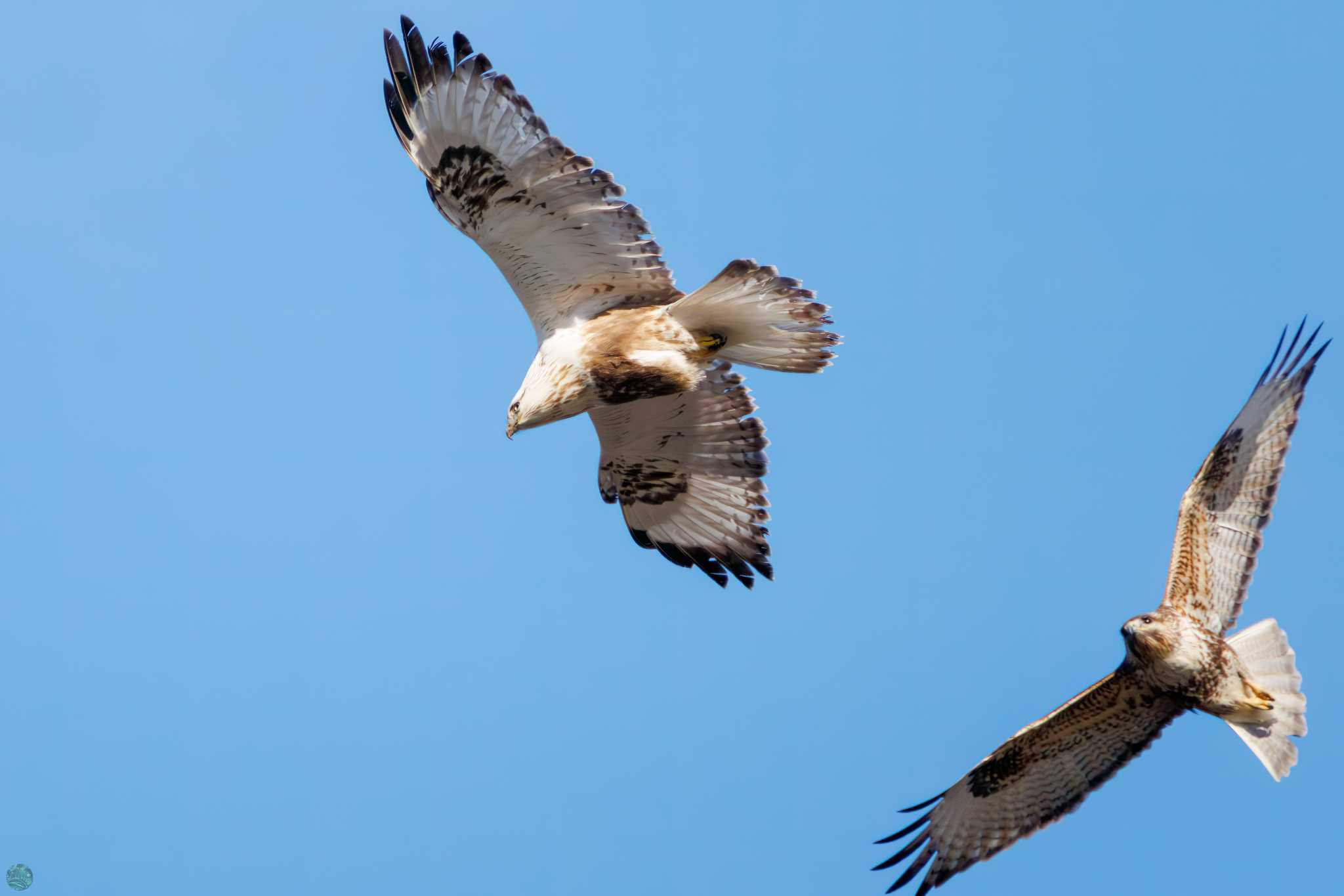 Rough-legged Buzzard