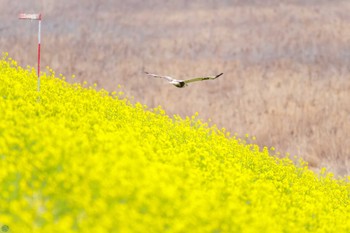 ケアシノスリ 利根川 2024年2月25日(日)