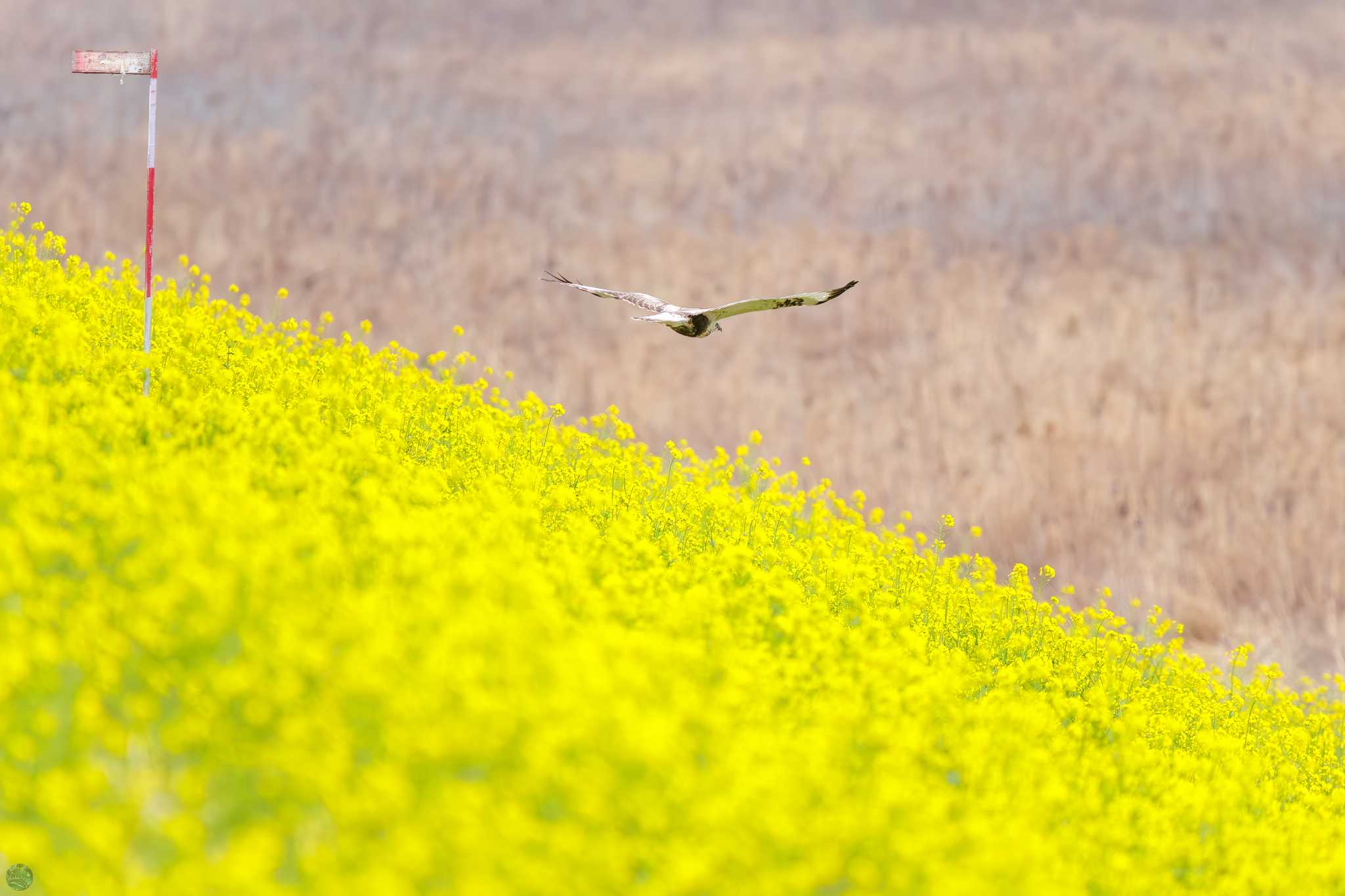 利根川 ケアシノスリの写真 by d3_plus