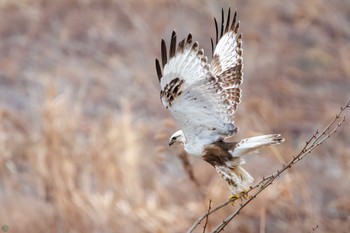 Rough-legged Buzzard 利根川 Sun, 2/25/2024