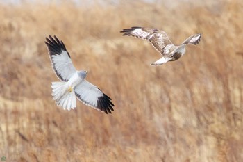 ハイイロチュウヒ 利根川 2024年2月25日(日)