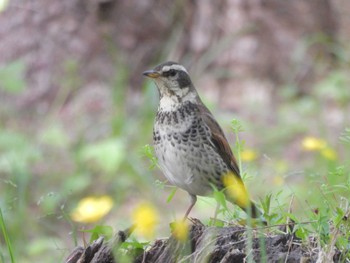 Dusky Thrush Kyoto Gyoen Mon, 4/15/2024