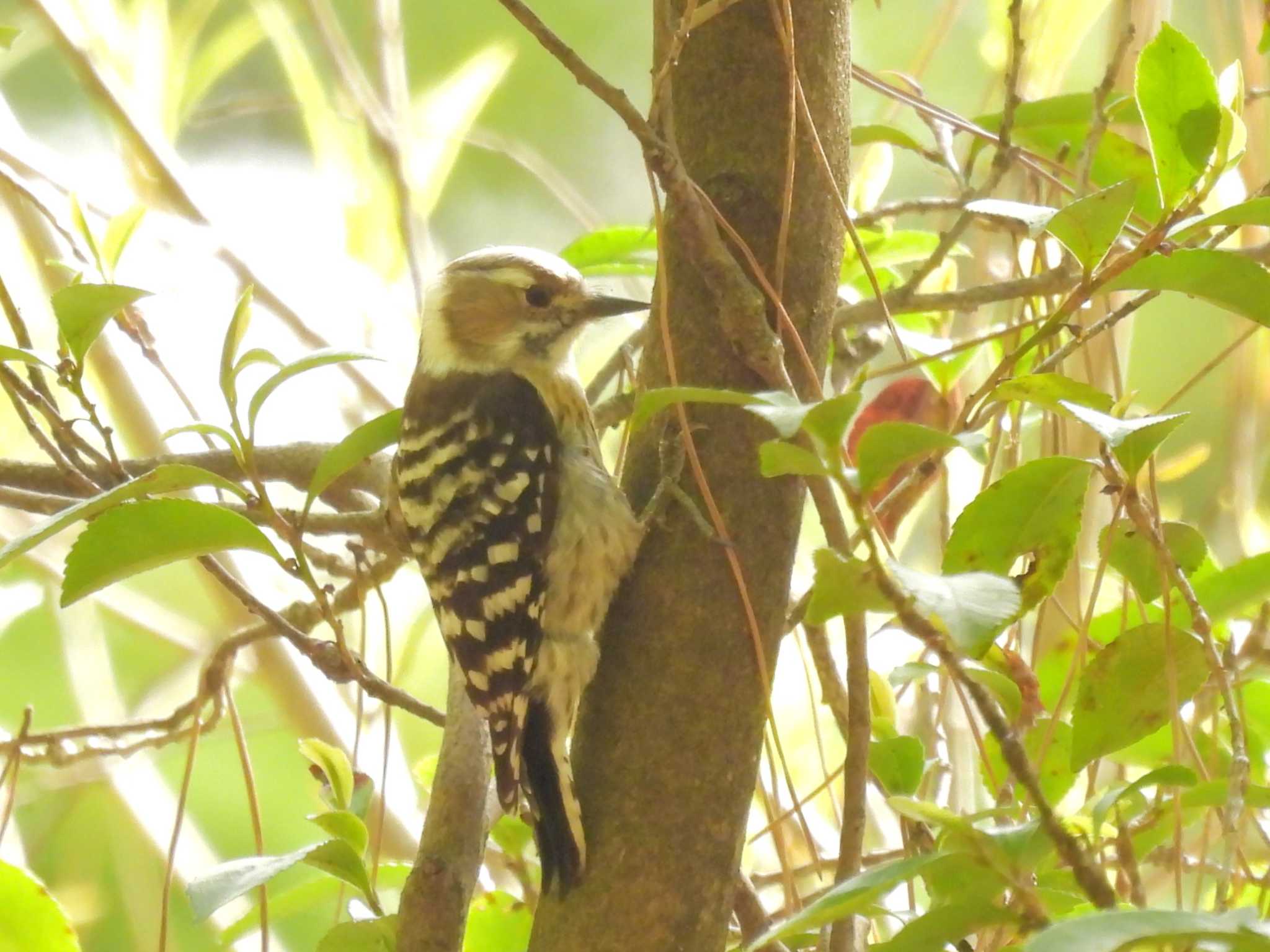 Japanese Pygmy Woodpecker