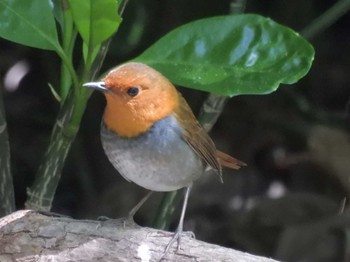 Japanese Robin Osaka castle park Sun, 4/14/2024