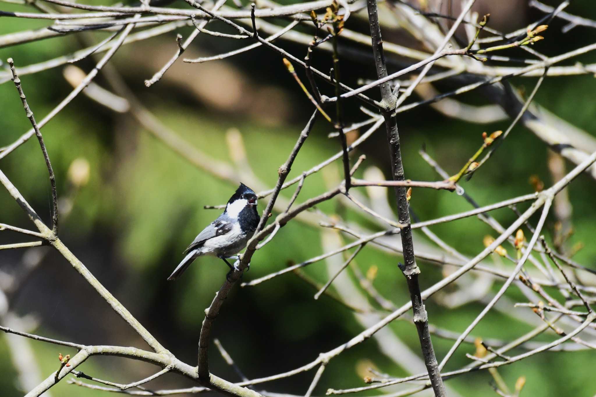 Photo of Coal Tit at 青森県 by 岸岡智也