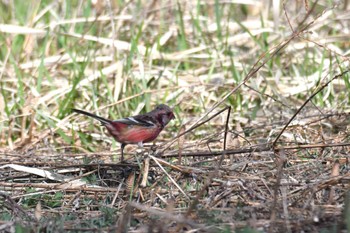 Siberian Long-tailed Rosefinch 青森県 Sun, 4/14/2024