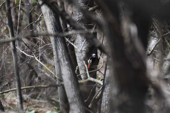 アカゲラ 青森県 2024年4月14日(日)