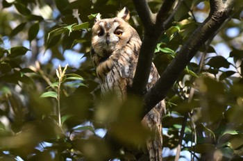 Long-eared Owl Watarase Yusuichi (Wetland) Sat, 4/13/2024