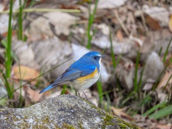 2018年12月24日(月) 東京都町田市の野鳥観察記録