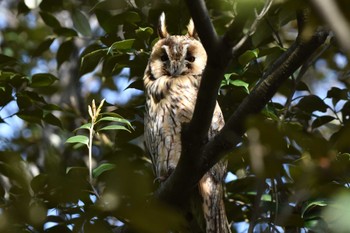 Long-eared Owl Watarase Yusuichi (Wetland) Sat, 4/13/2024