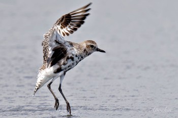 Grey Plover Sambanze Tideland Sat, 4/13/2024