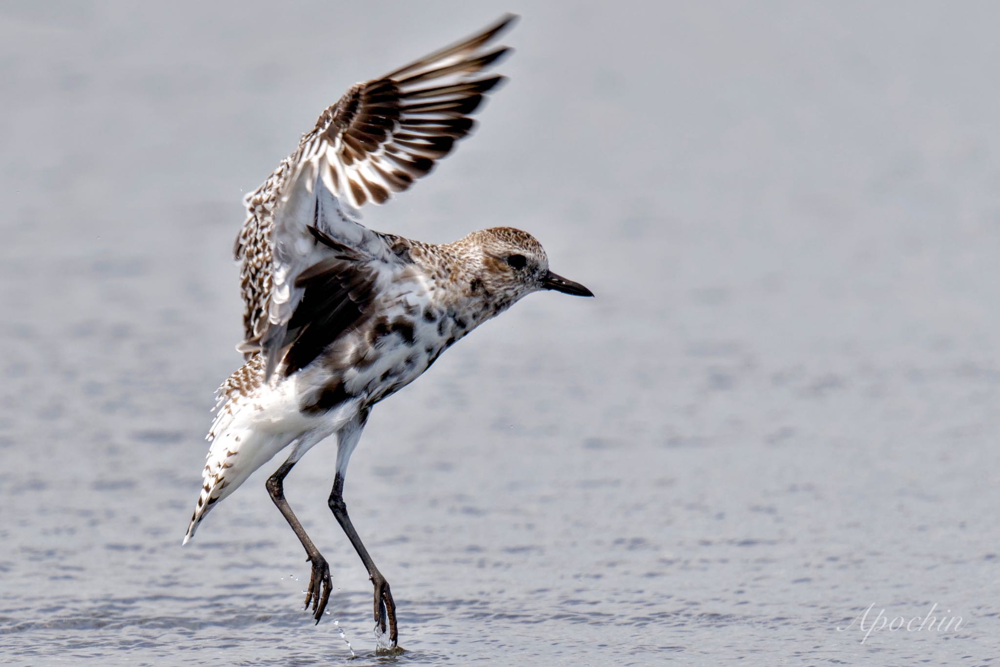 Grey Plover