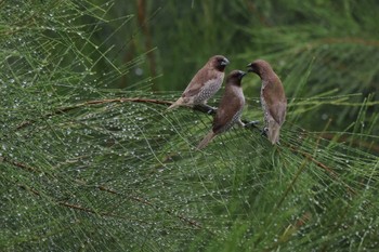 Scaly-breasted Munia 金武町田いも畑(沖縄県) Sun, 4/7/2024