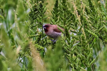 Scaly-breasted Munia 金武町田いも畑(沖縄県) Sun, 4/7/2024