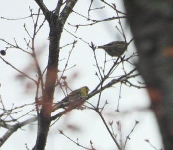 Eurasian Siskin 三重県青山高原 Mon, 4/15/2024