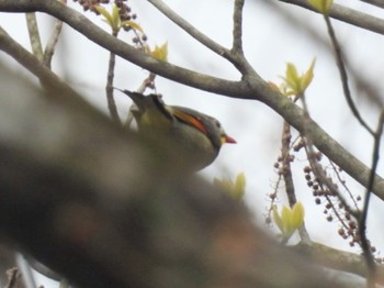 ソウシチョウ 三重県青山高原 2024年4月15日(月)