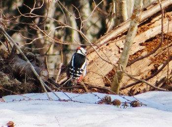 Great Spotted Woodpecker(japonicus) 旭ヶ丘総合公園 Mon, 4/15/2024