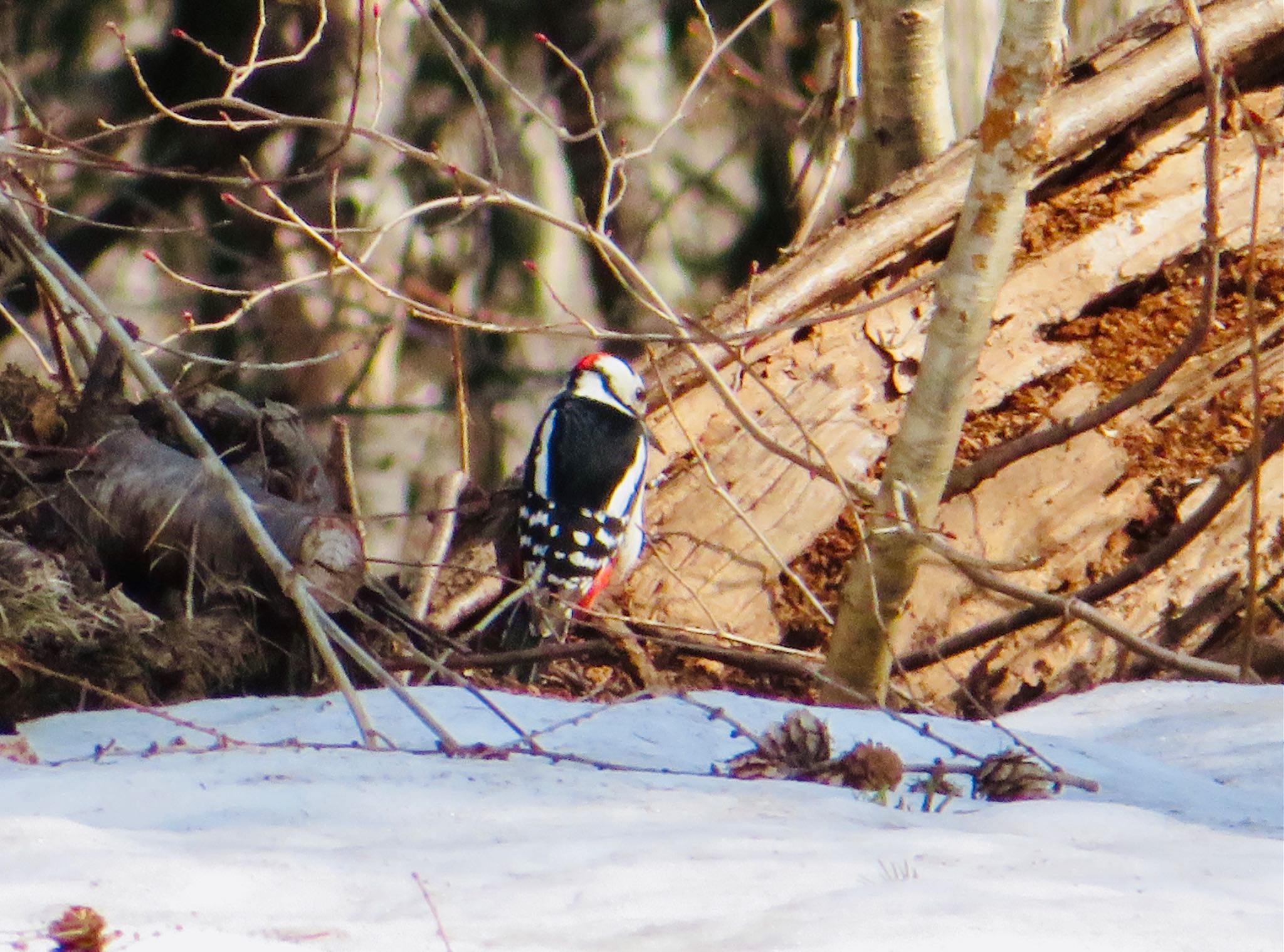 Photo of Great Spotted Woodpecker(japonicus) at 旭ヶ丘総合公園 by ユウ@道民