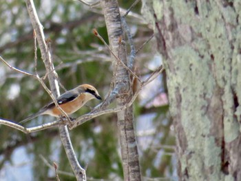 Bull-headed Shrike 旭ヶ丘総合公園 Mon, 4/15/2024